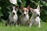 BULL TERRIER MINIATURE 131